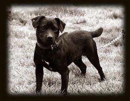 Patterdale Terrier Dog Breed Information And Pictures